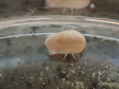 Sphaeroma serratum