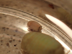 Sphaeroma serratum