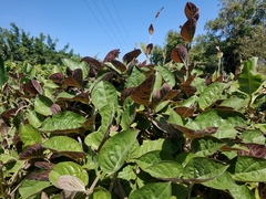 Paederia lanuginosa