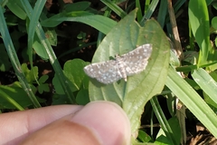 Metoeca nymphulalis