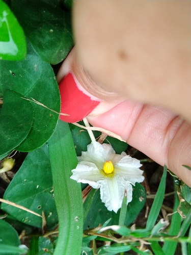 Image of Lycianthes asarifolia by (c) Kozue Kawakami, some rights reserved (CC BY-SA)