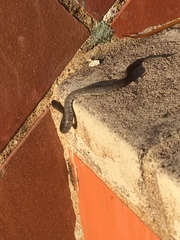 Pareas margaritophorus