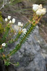 Erica odorata