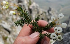 Erica odorata