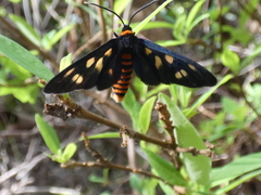 Amata nigriceps