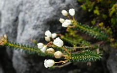 Erica odorata