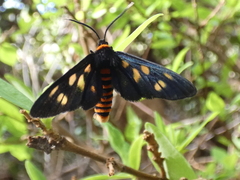 Amata nigriceps