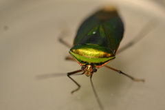 Catacanthus