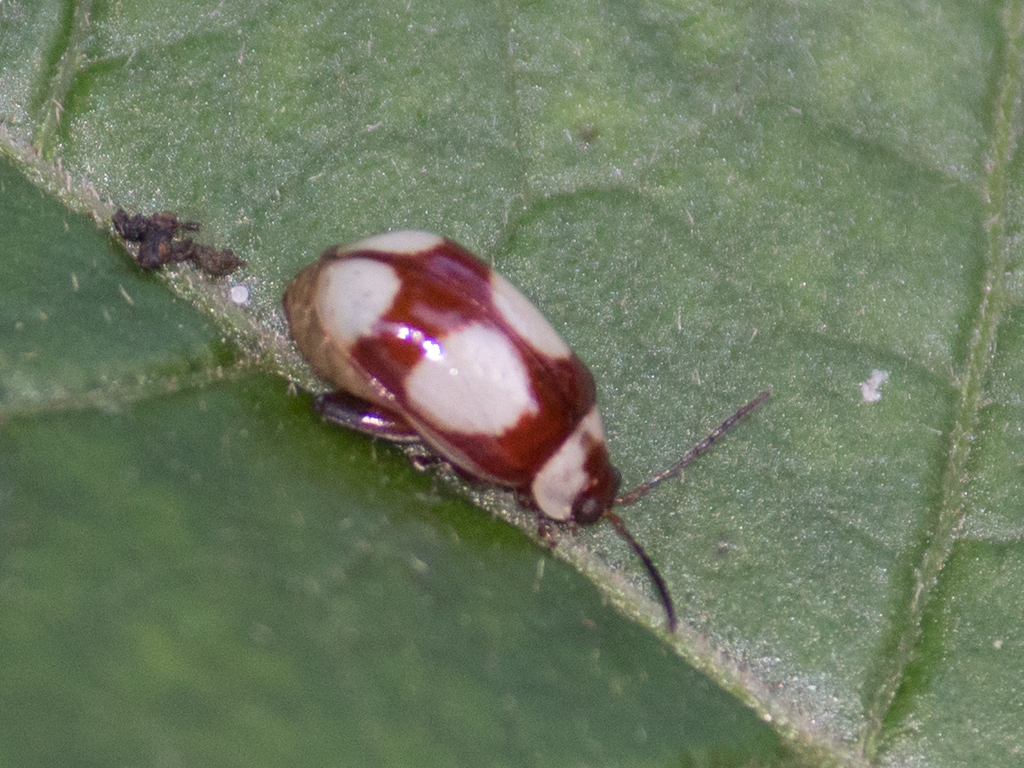 Alagoasa quadripustulata