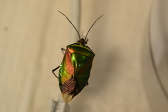 Catacanthus