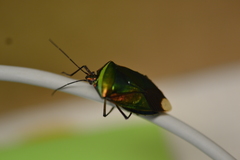 Catacanthus