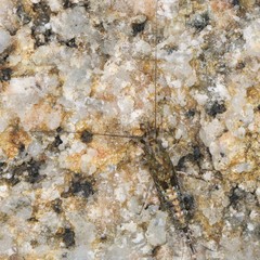 Petrobius brevistylis