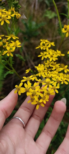 Senecio costaricensis image