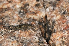 Petrobius brevistylis