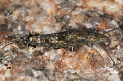 Petrobius brevistylis