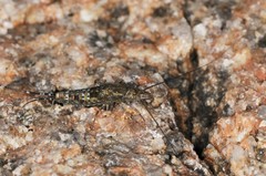 Petrobius brevistylis