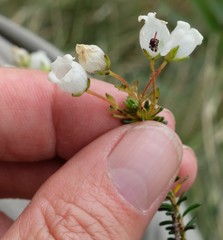 Erica odorata