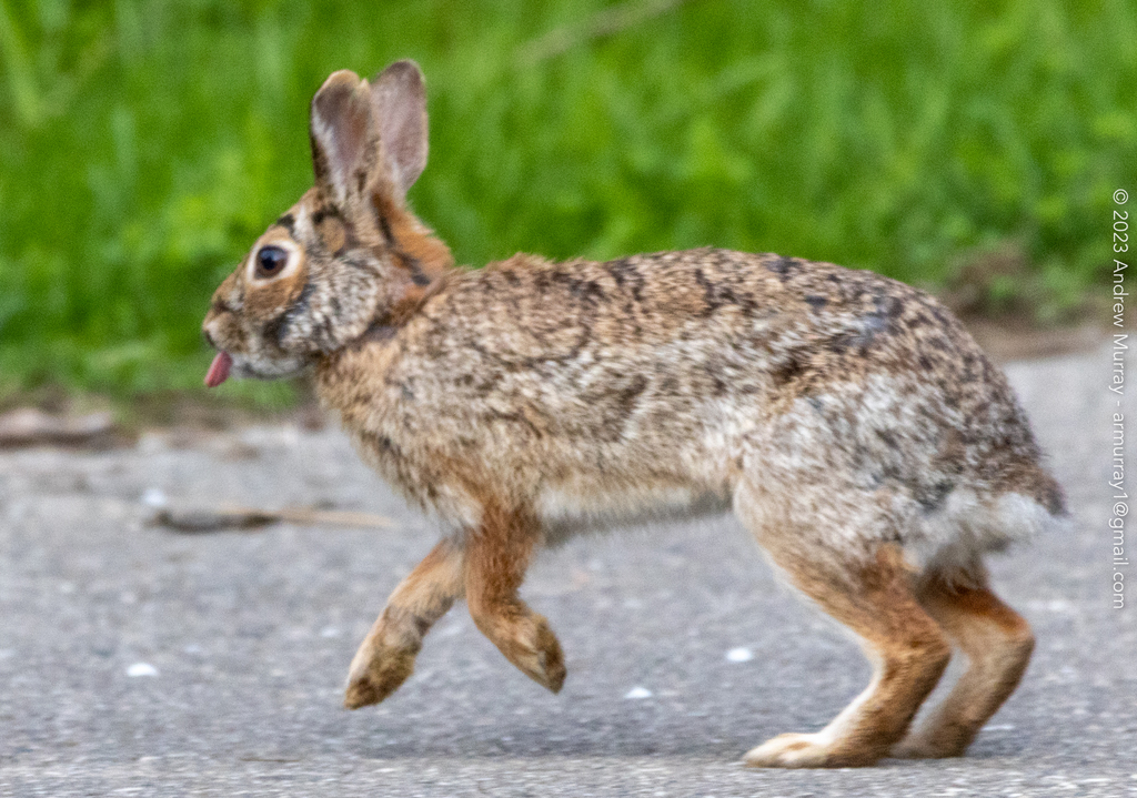 Eastern Cottontail