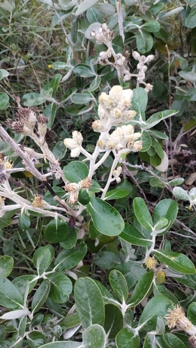 Image of Moquiniastrum Cordatum (Moquiniastrum cordatum) by no rights reserved