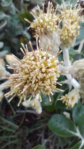 Image of Moquiniastrum Cordatum (Moquiniastrum cordatum) by no rights reserved