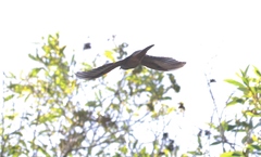 Cacomantis variolosus