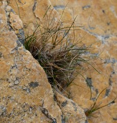 Ficinia esterhuyseniae