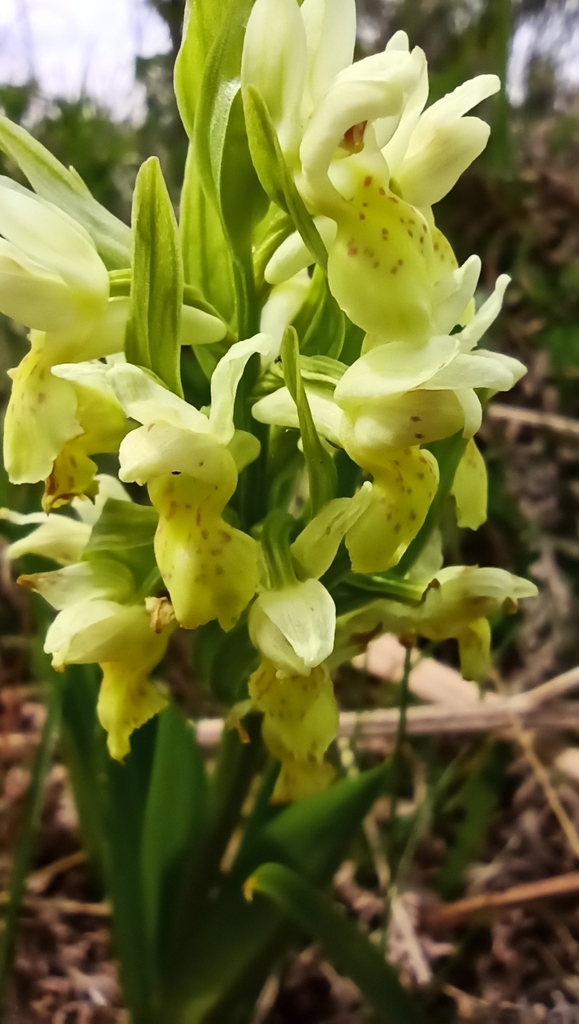 Dactylorhiza cantabrica H.A.Pedersen 2