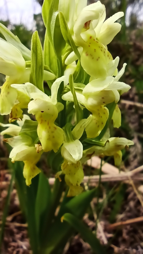 Dactylorhiza cantabrica H.A.Pedersen 3