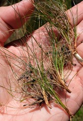 Ficinia esterhuyseniae