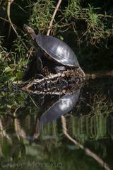 Trachemys ornata