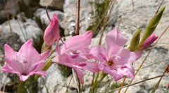 Gladiolus inflatus