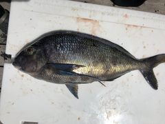 Nemadactylus valenciennesi