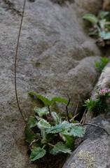 Hermas capitata