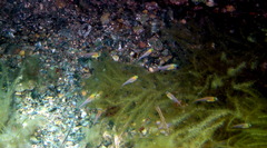 Pempheris klunzingeri