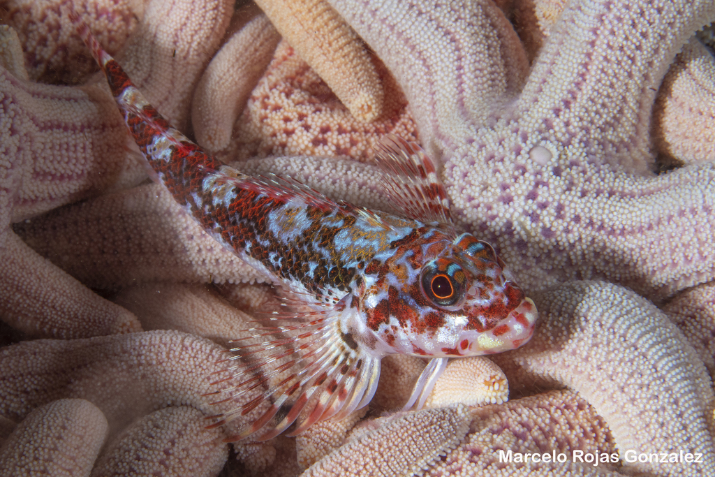 Chilean Triplefin