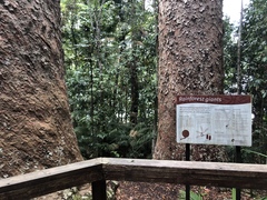 Agathis microstachya