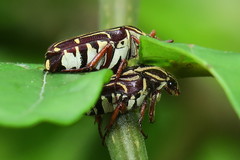 Taeniodera monacha