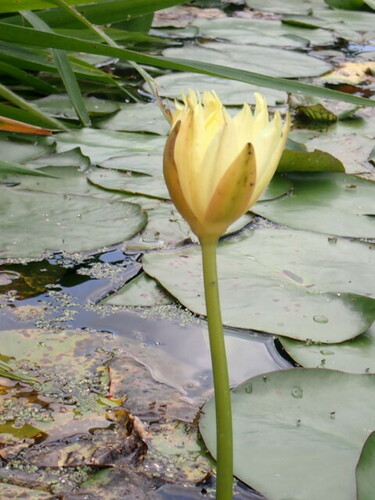 Nymphaea mexicana