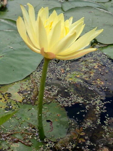 Nymphaea mexicana