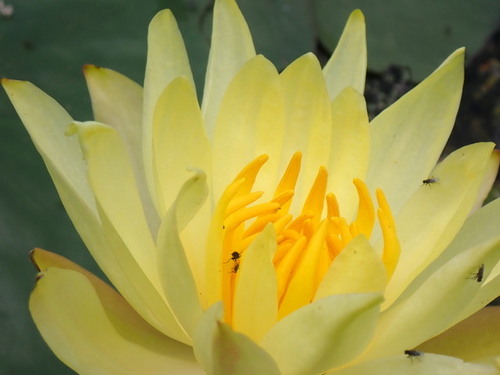 Nymphaea mexicana
