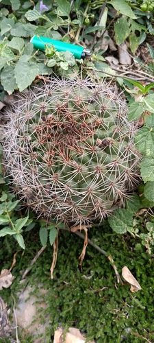 Gymnocalycium pflanzii