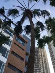 Arecaceae