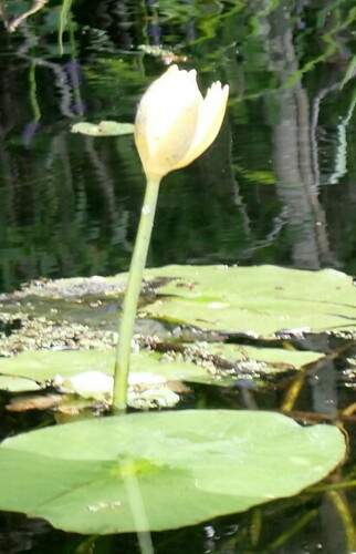 Image of Nymphaea mexicana by (c) mfeaver, some rights reserved (CC BY)