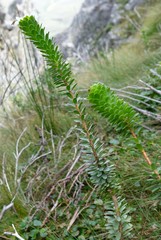Lachnaea macrantha