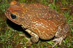 Peltophryne peltocephala