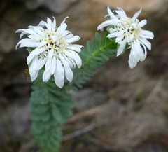 Lachnaea macrantha
