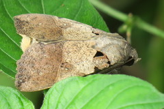 Serrodes