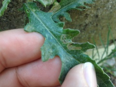 Stigmella ogygia