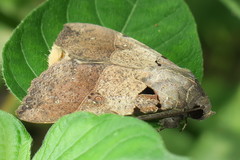 Serrodes
