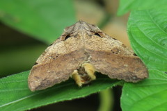 Serrodes